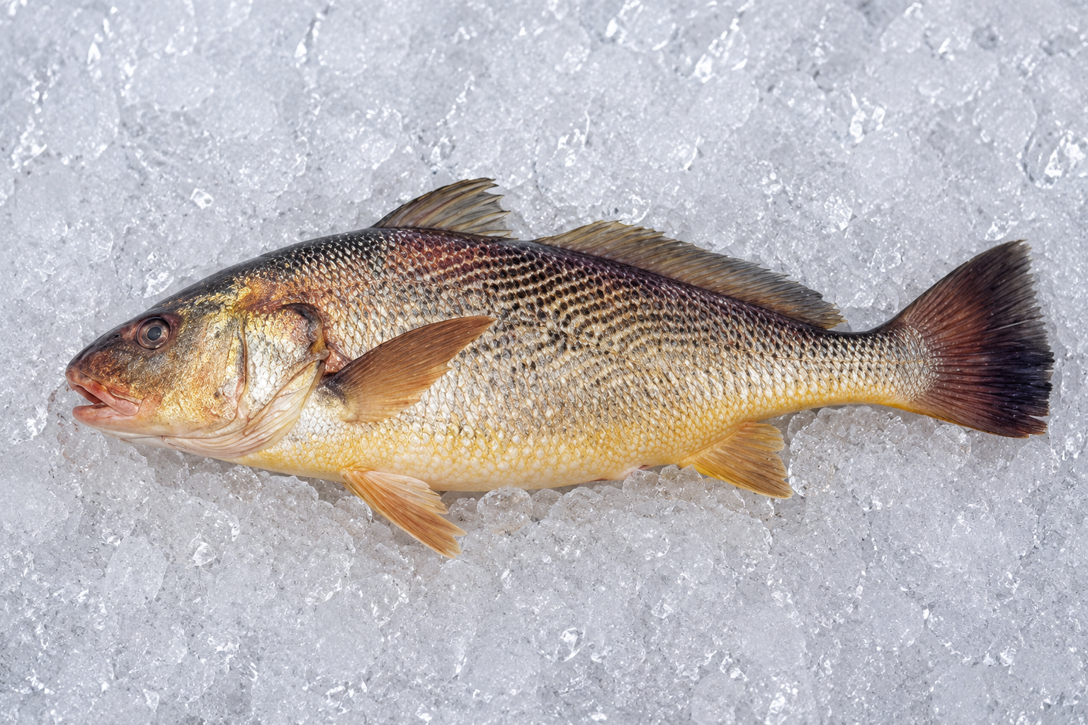 Corvina