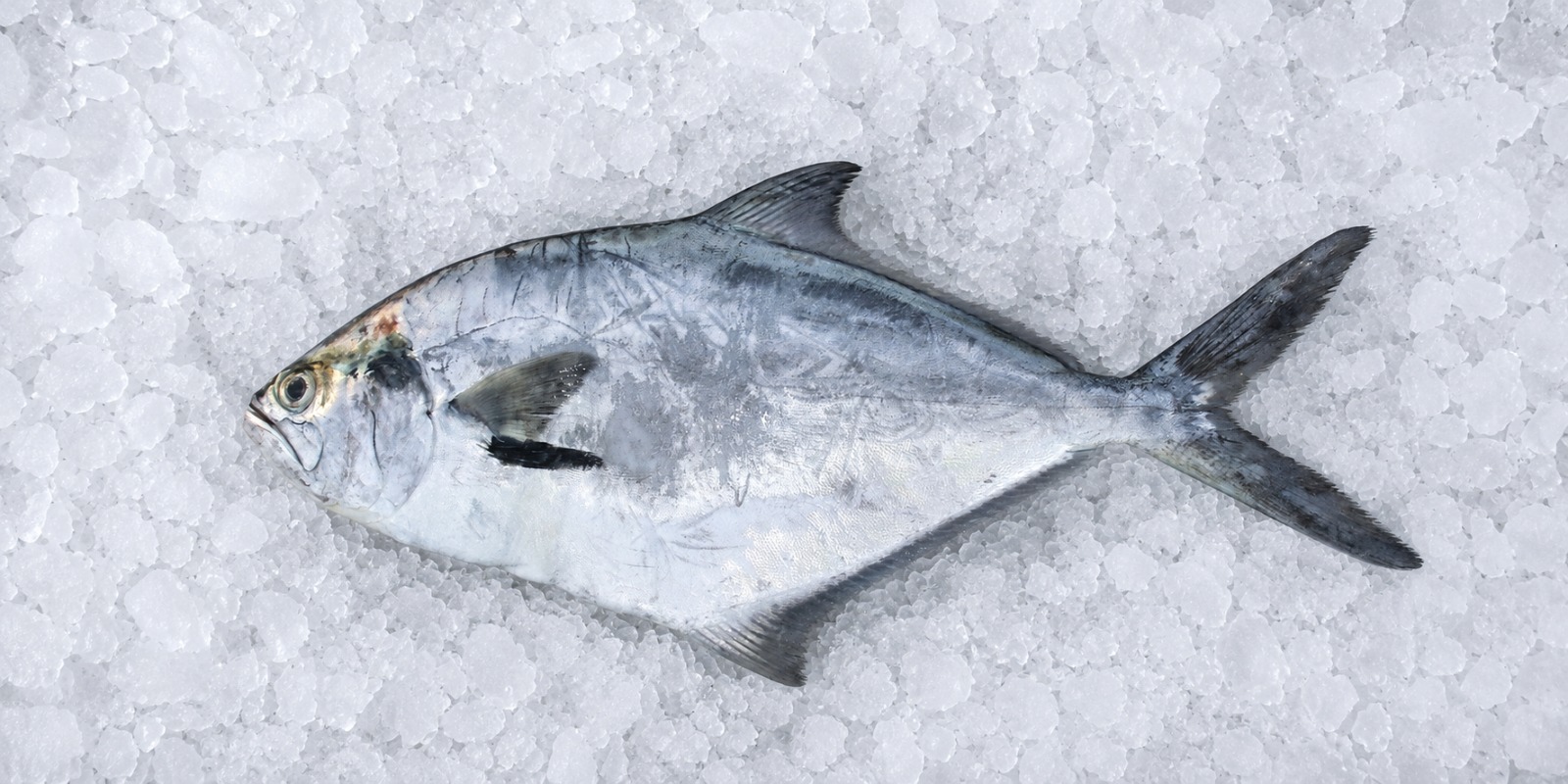 Palometa